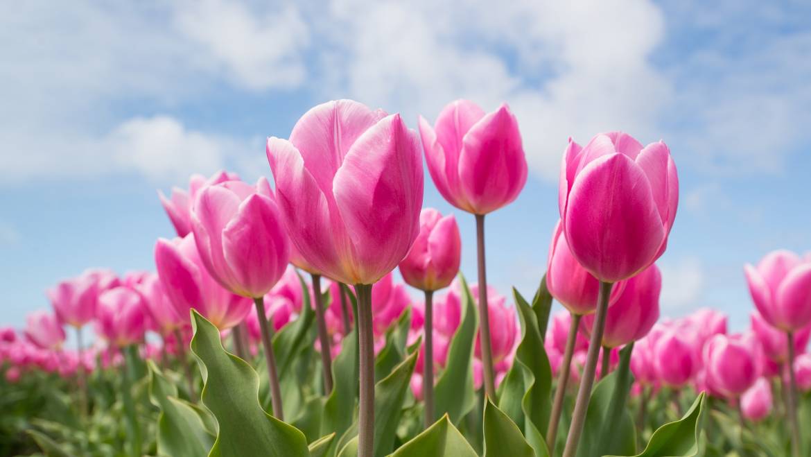 Plante d'ampoules pour les fleurs de printemps | Bulbes de fleurs d'automne