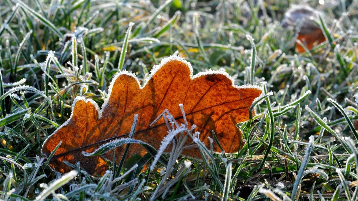 Comment prédire le gel: Préparer et protéger votre jardin
