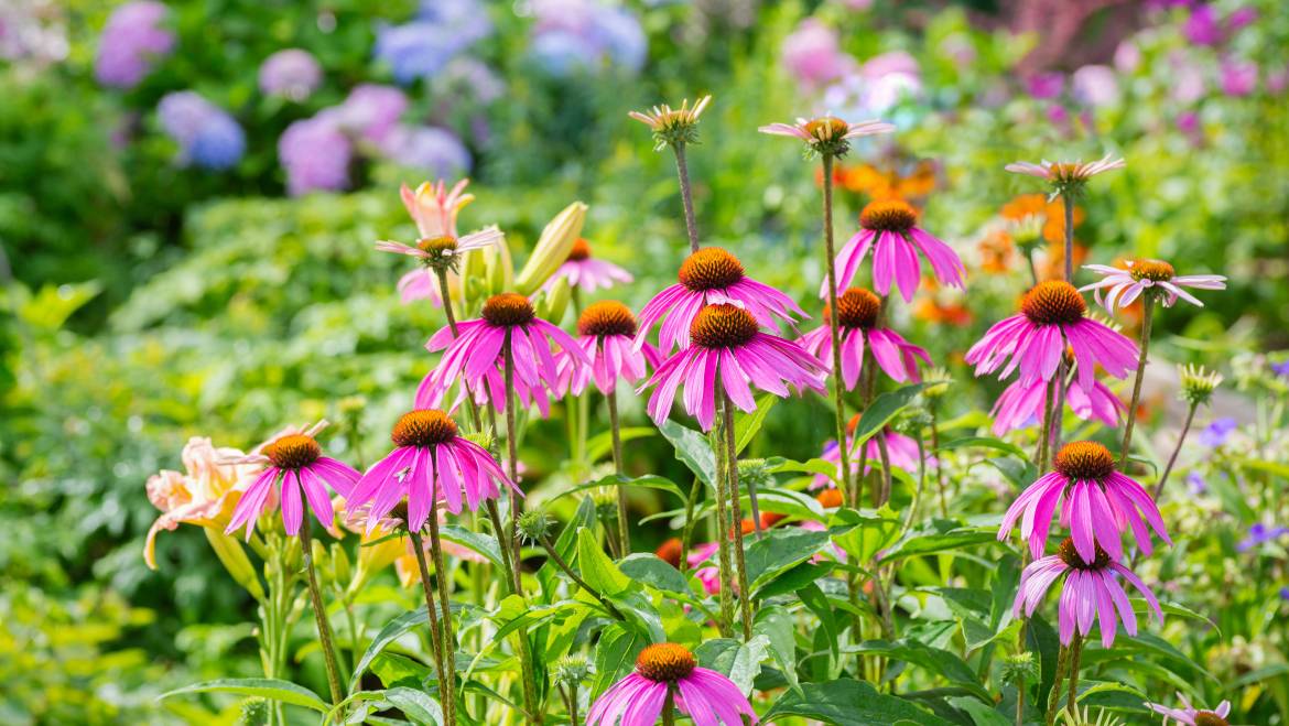 Plantes vivaces les plus faciles à cultiver | Vivaces pour un jardin à faible entretien