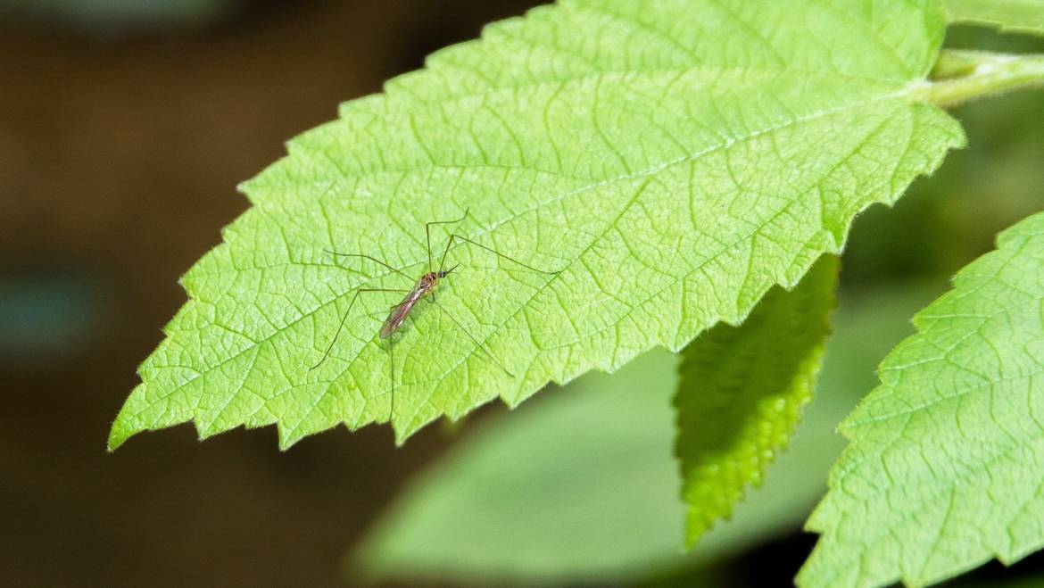 Les plantes qui repoussent les moustiques et autres insectes