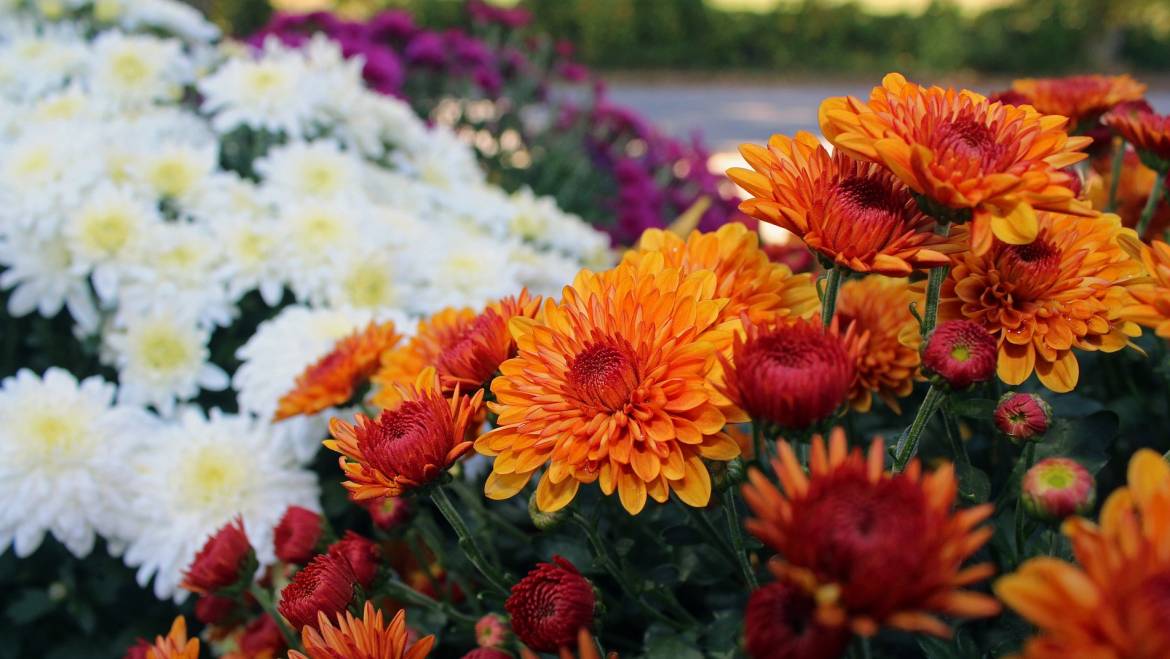 Chrysanthèmes: quand planter les mamans