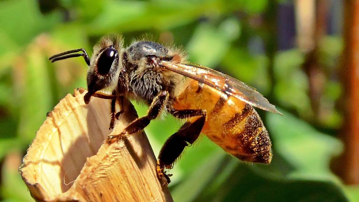 Comment traiter les piqûres d'abeilles