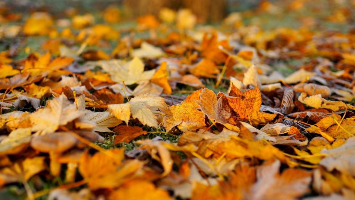 Que faire avec les feuilles d’automne: 8 façons d’utiliser les feuilles d’automne