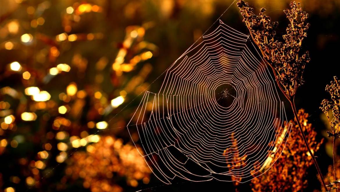 Comment les insectes prédisent le temps |  Proverbes et folklore