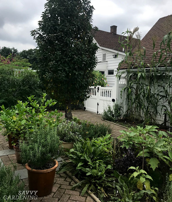 un jardin de légumes de la cour avant avec des contenants et du maïs