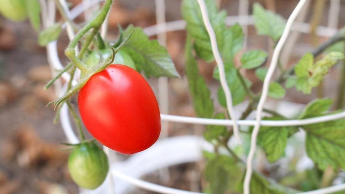 Une tomate est-elle un fruit ou un légume et pourquoi?