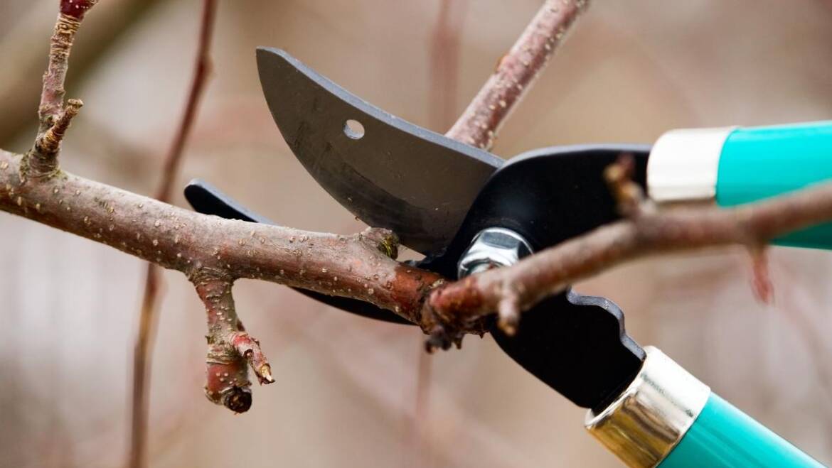 Quand tailler les arbres et les arbustes