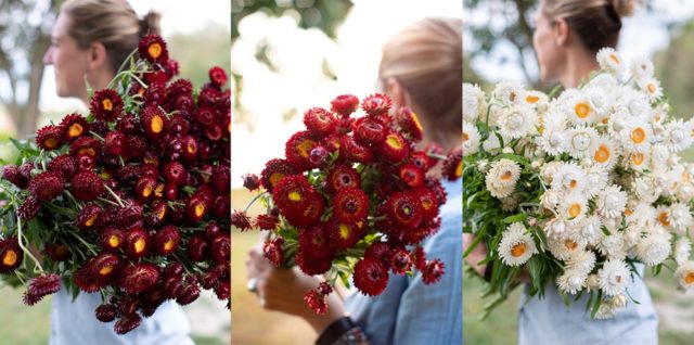 Fleurs de paille rouges et blanches