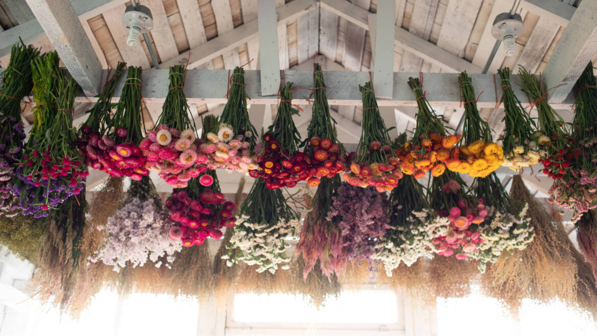 À la découverte des fleurs séchées – Fleurs de Floret