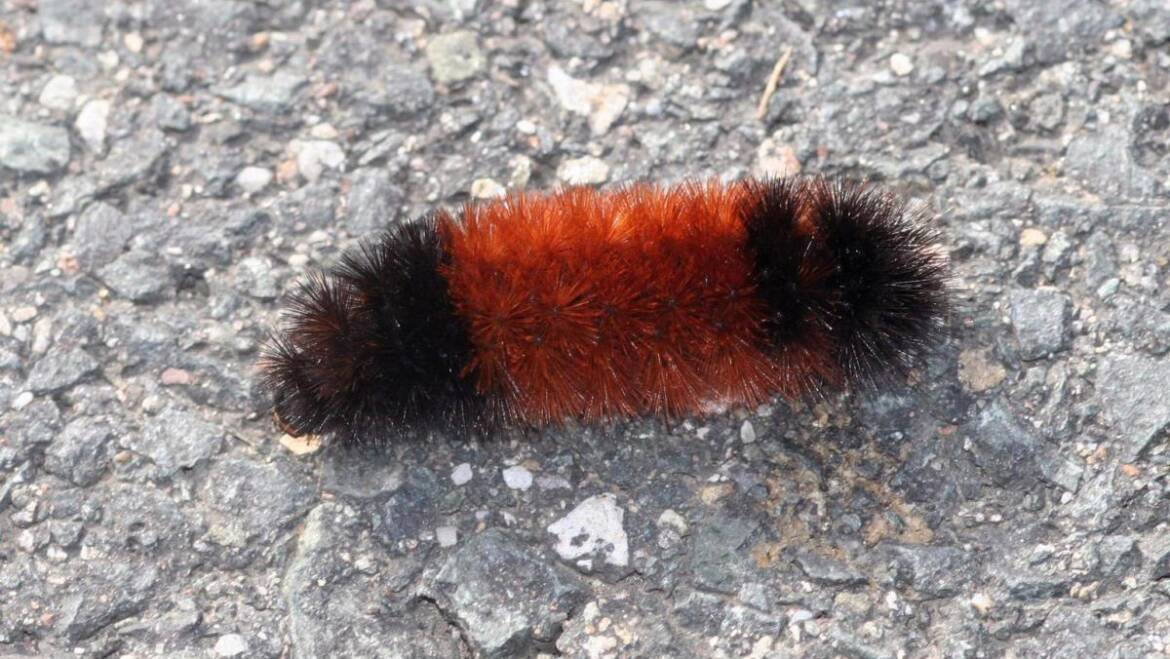 Chenilles d’ours laineux : Prédicteurs du temps hivernal | Faits & Folklore