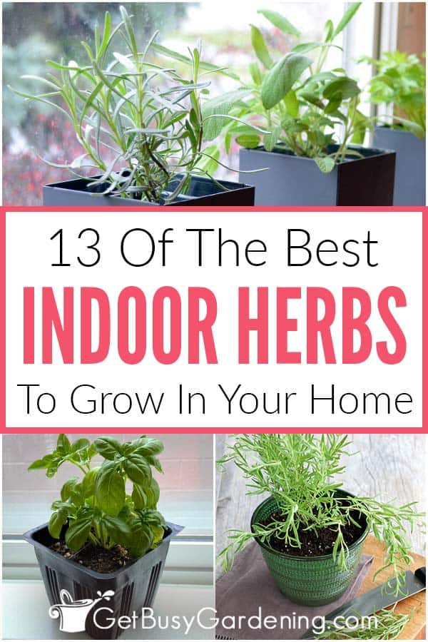 13 des meilleures herbes d'intérieur à cultiver dans votre maison