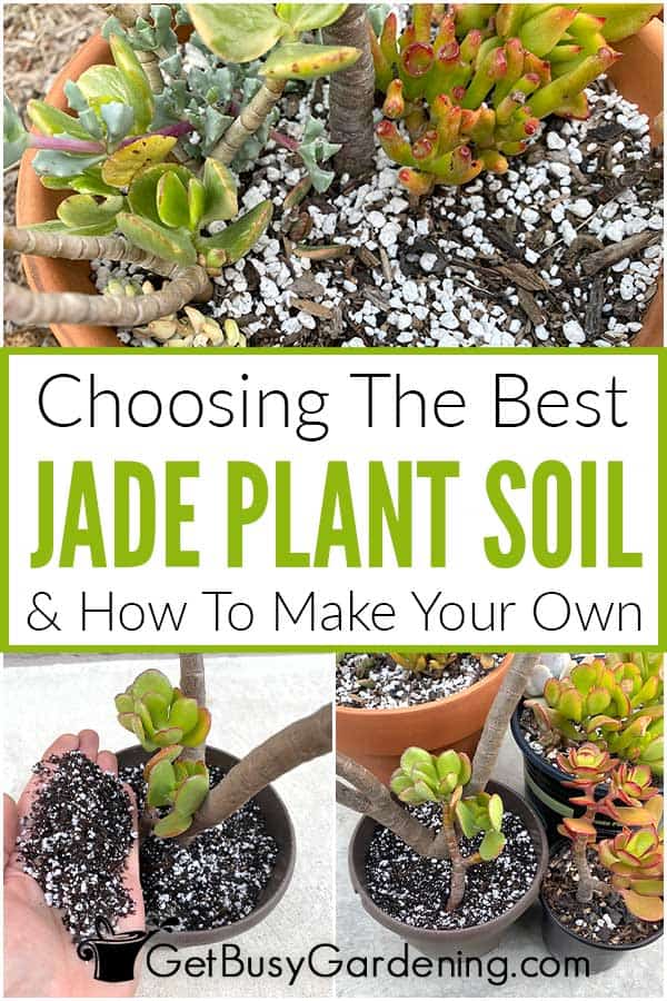 Choisir le meilleur sol pour plantes de jade et comment faire le vôtre