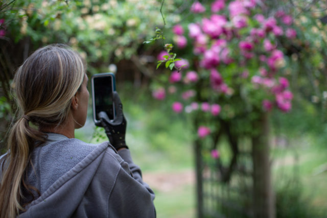 Erin Benzakein prend une photo en visitant les roseraies d'Anne Belovich