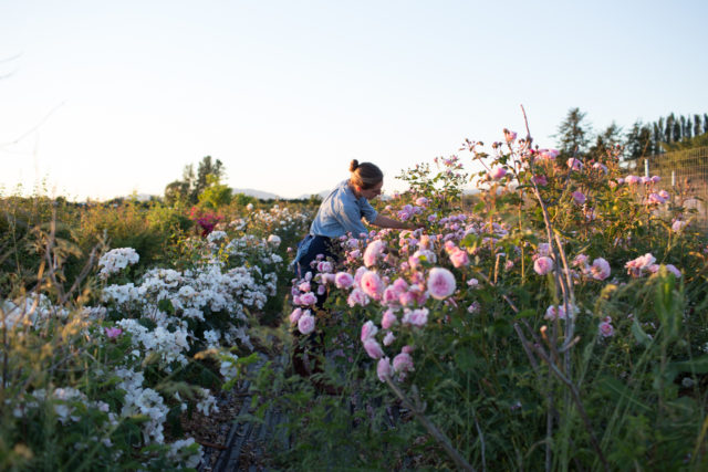 Erin Benzakein récolte une rose dans le champ de Floret